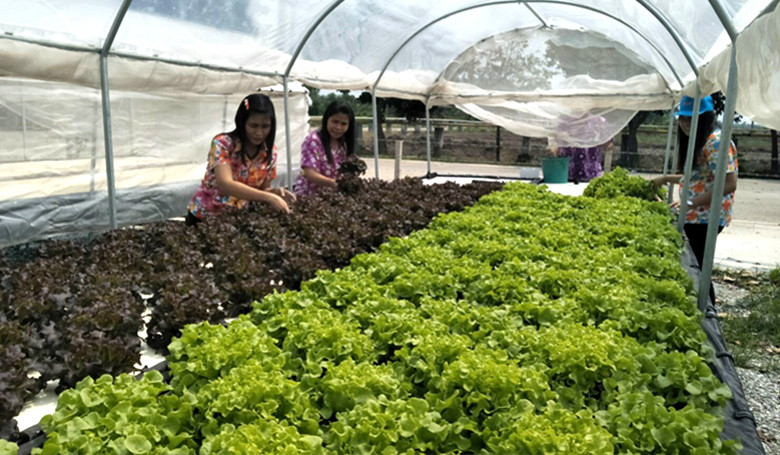 Hydroponics-Vegetable